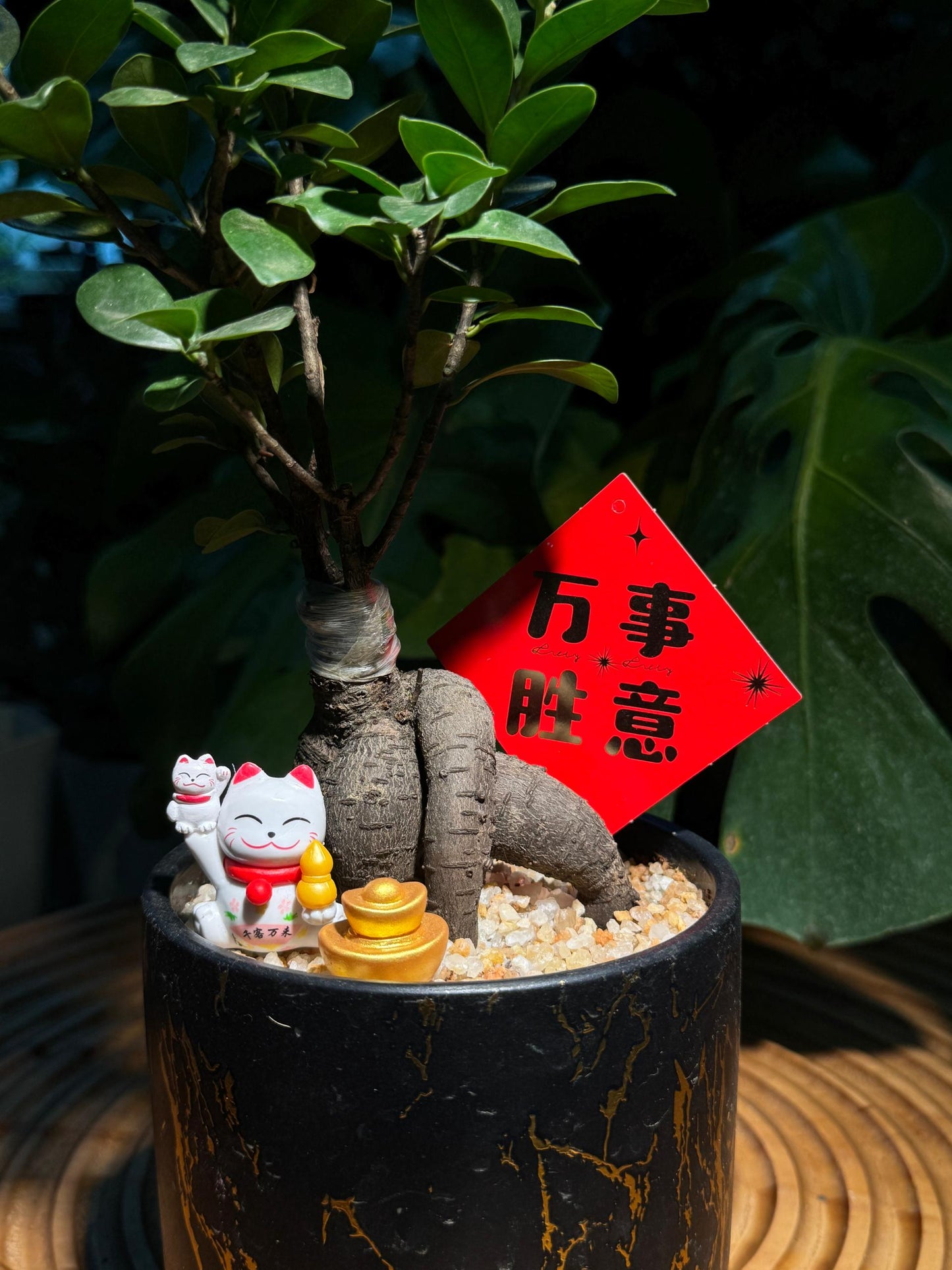 Chinese New Year Exclusive: Fortune Ficus Bonsai in Black Pot