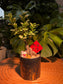 Fortune Ficus Bonsai in Black Pot