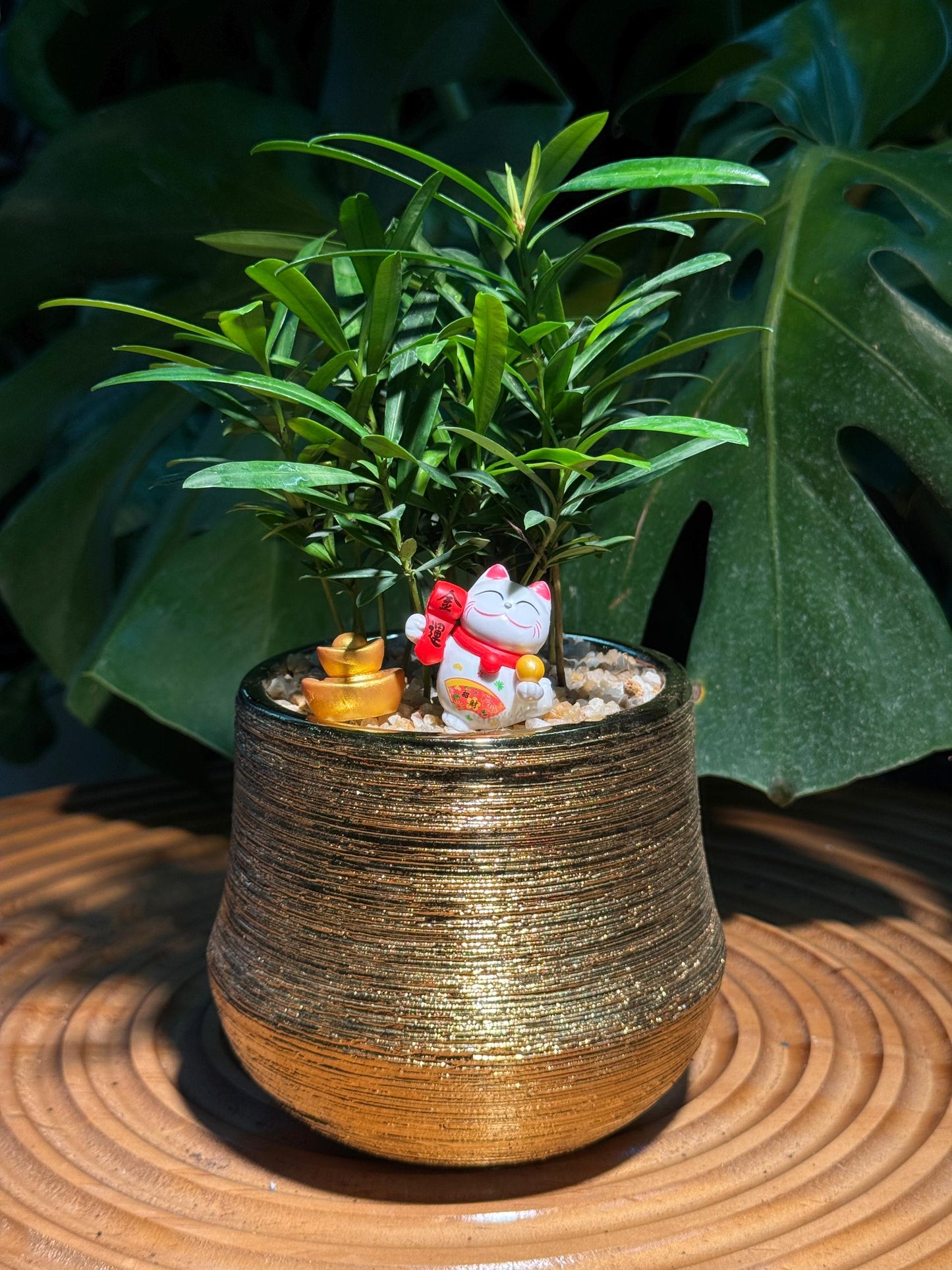 Chinese New Year Exclusive: Podocarpus Seedlings in Golden Pot