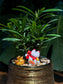 Chinese New Year Exclusive: Podocarpus Seedlings in Golden Pot