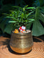 Chinese New Year Exclusive: Podocarpus Seedlings in Golden Pot