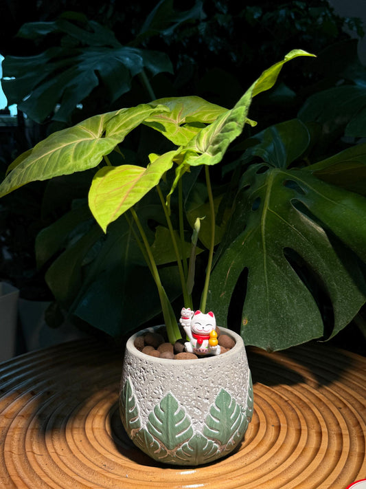 Chinese New Year Exclusive: Monstera in Grey Concrete Pot