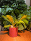 Chinese New Year Exclusive: Dracaena in Red Pot