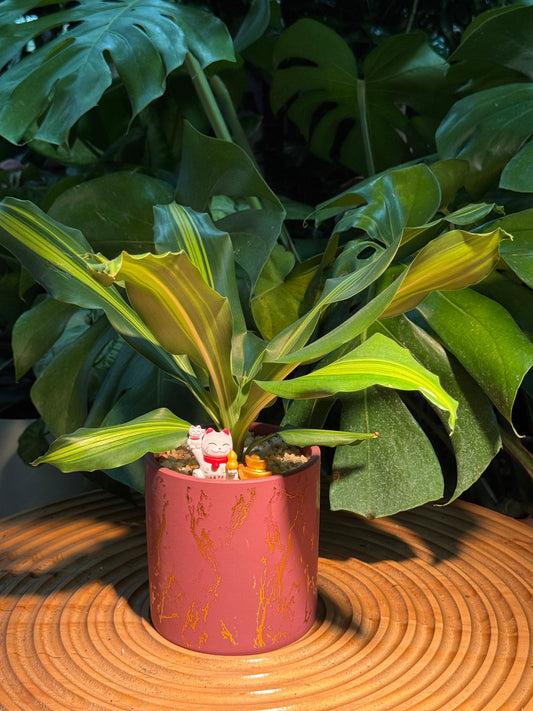 Chinese New Year Exclusive: Dracaena in Red Pot