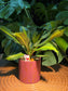 Chinese New Year Exclusive: Dracaena in Red Pot