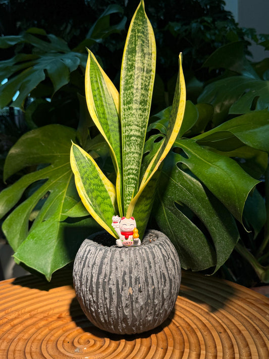 Snake Plant in Round Grey Pot