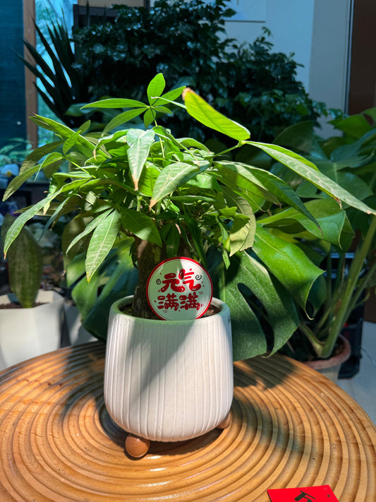 Pachira Aquatica (发财树) In White Pot