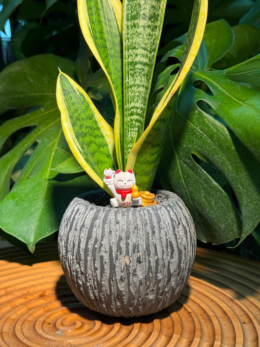 Snake Plant in Round Grey Pot