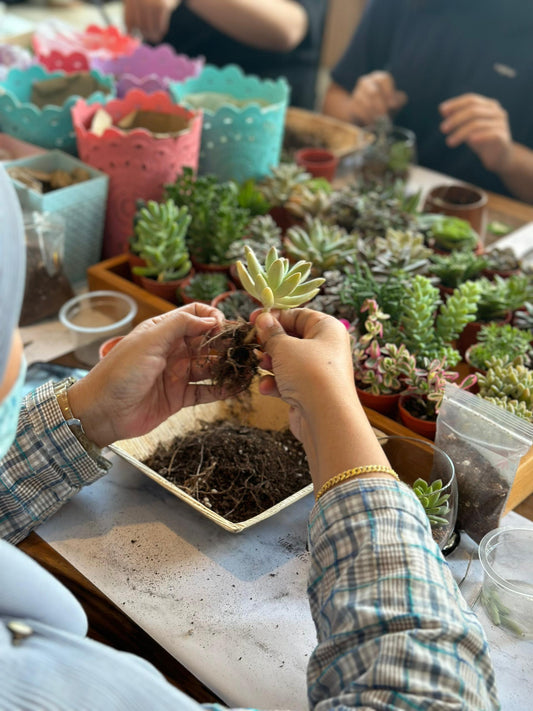 Terrarium Workshop Pass as Gift
