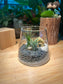 Airplant Garden in Muji Glass