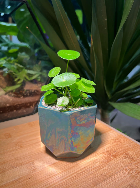 Hydrocotyle Vulgaris in Colorful Pot