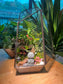 Zen Monk Indoor Plant Arrangement in Black Frame Polygonal Terrarium Glass