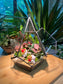 Fittonia & Fern with Moss Arrangement in Diamond Glass Terrarium (M)