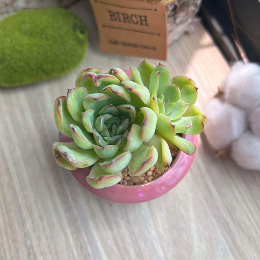 Echeveria in glazed ceramic pot