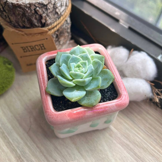 Echeveria in candy ceramic pot