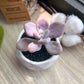 Pachyphytum pink in glazed ceramic pot