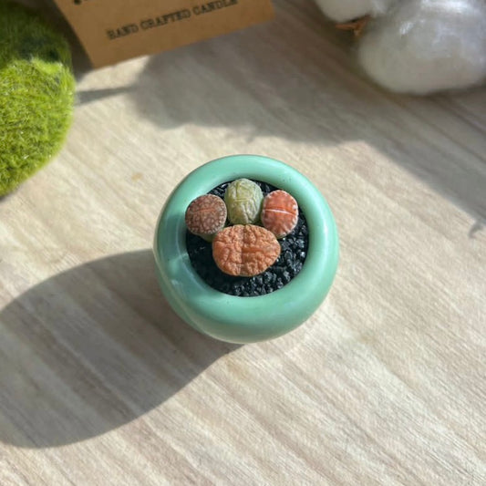 Lithops combo in finger glazed ceramic pot