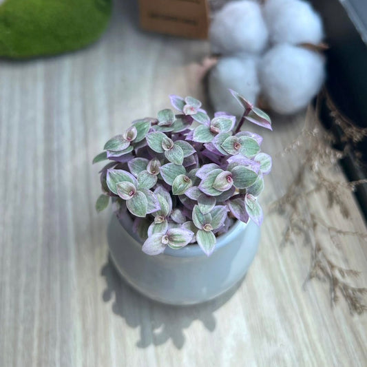 Callisia pink lady in glazed ceramic pot