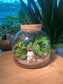 Fern and Fittonia Terrarium with Maneki-Neko