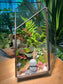 Zen Monk Indoor Plant Arrangement in Black Frame Polygonal Terrarium Glass