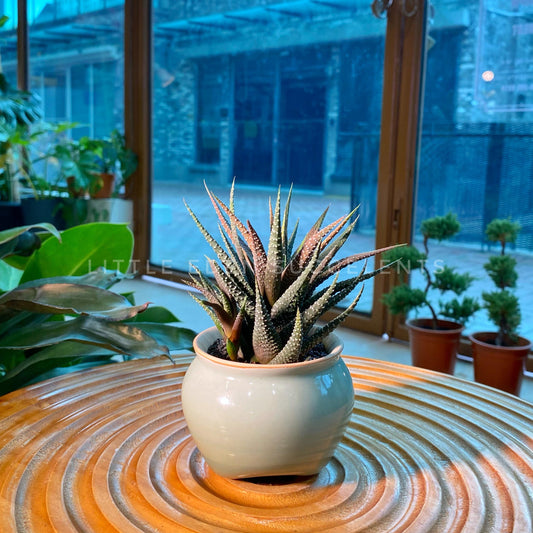 Fasciated Haworthia in Marble Designed Round Ceramic Pot