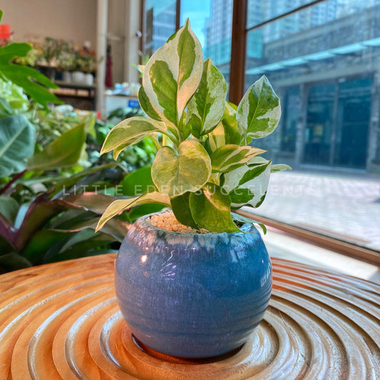 Peperomia Obtusifolia in Blue Glazed Designer Pot