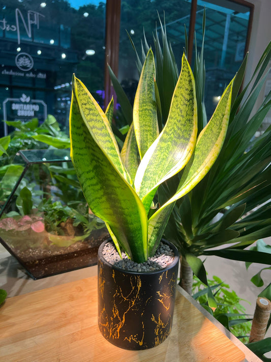 Dracaena in Black Marble Pot