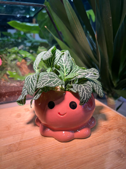 Fittonia in Octopus Pot
