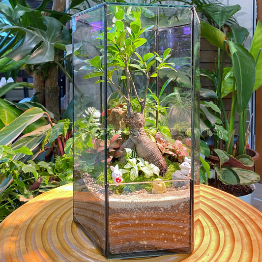 Tall Hexagon Designer Glass Zen Garden Terrarium
