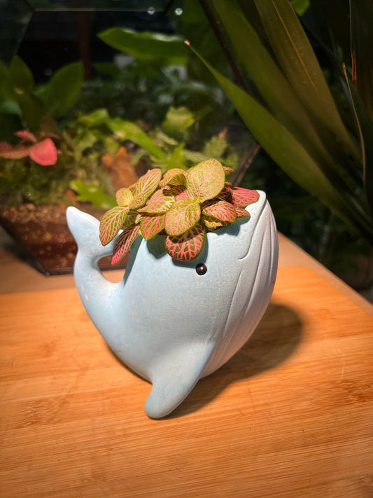 Fittonia in Whale Pot