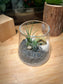 Airplant Garden in Muji Glass