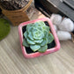 Echeveria in candy ceramic pot