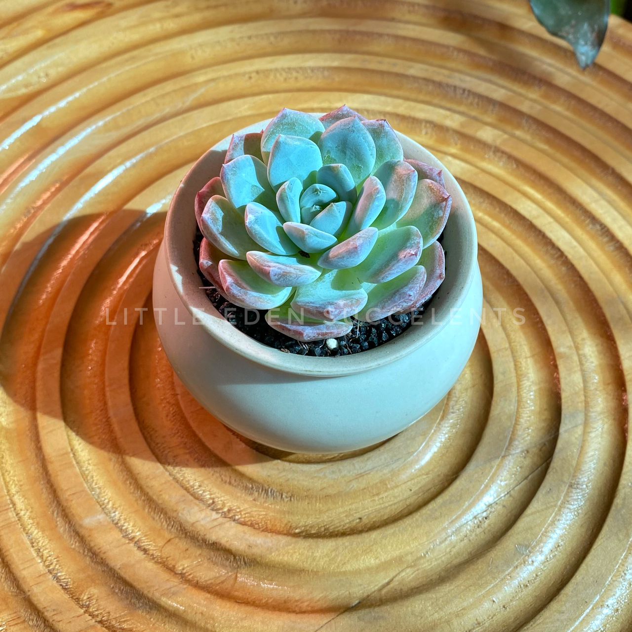 Pink Echeveria Collection in Beige Ceramic Designer Pot