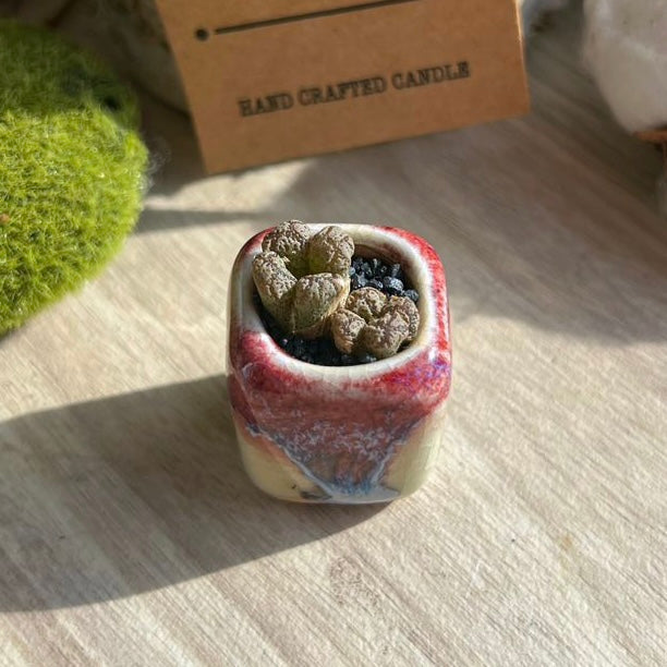 Rare Conophytum Pellucidum in finger pot (s)