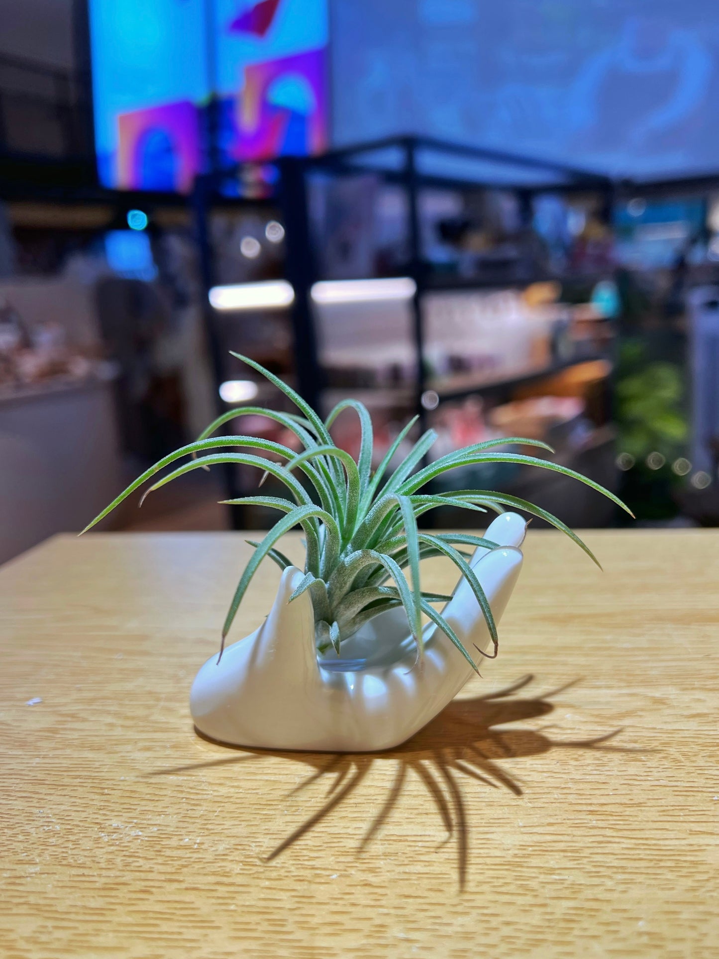 Airplant in Hand