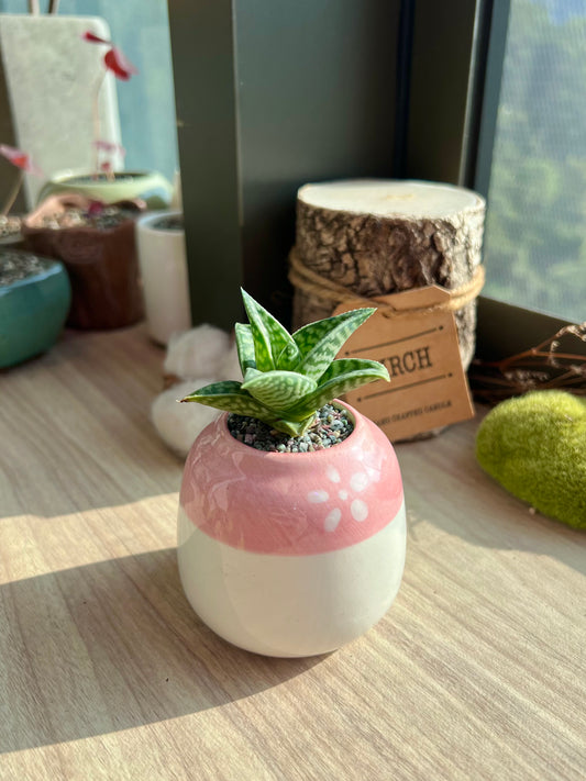 Gonialoe Variegata in Glazed Ceramic Pot