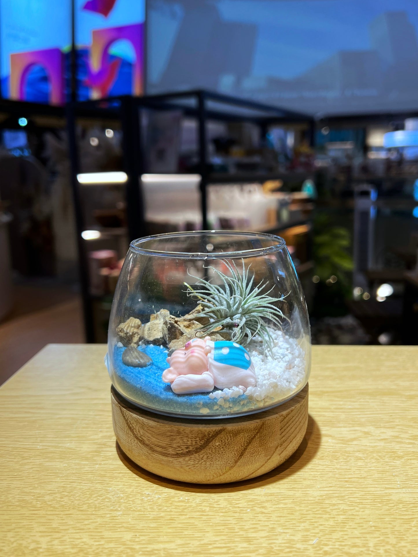 Airplant with Sleeping Piggy