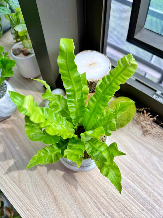Asplenium Nidus in matt ceramic pot
