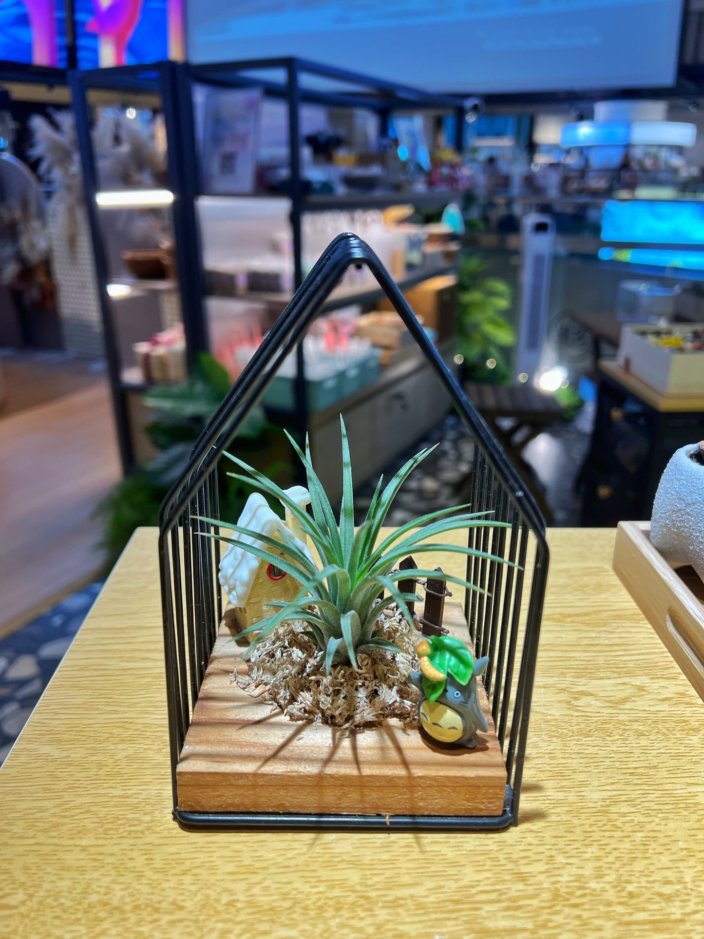 Air Plant in Open Cage