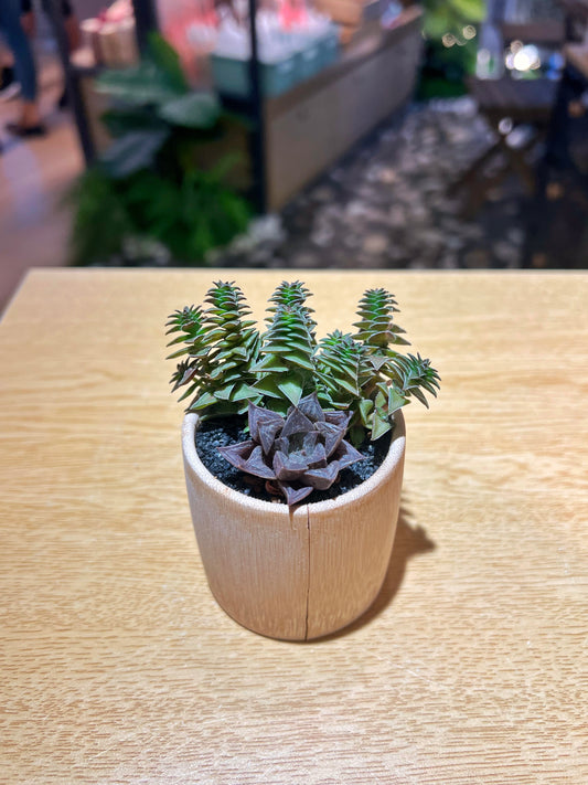 Haworthia in Real Bamboo Pot