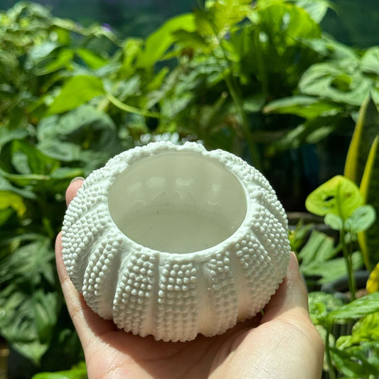 Designer Shell Pot