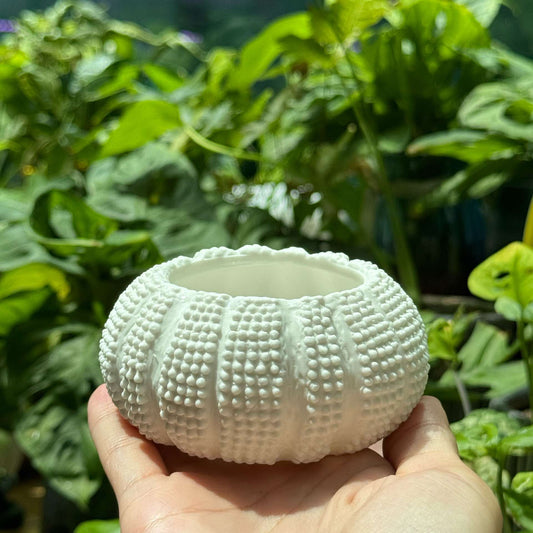 Designer Shell Pot