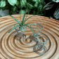 Steel Wire Airplant Stand (3 in a set)