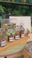 Door Gift - Succulent in Pudding Jar with Blackboard in PVC Box (5pcs/set)
