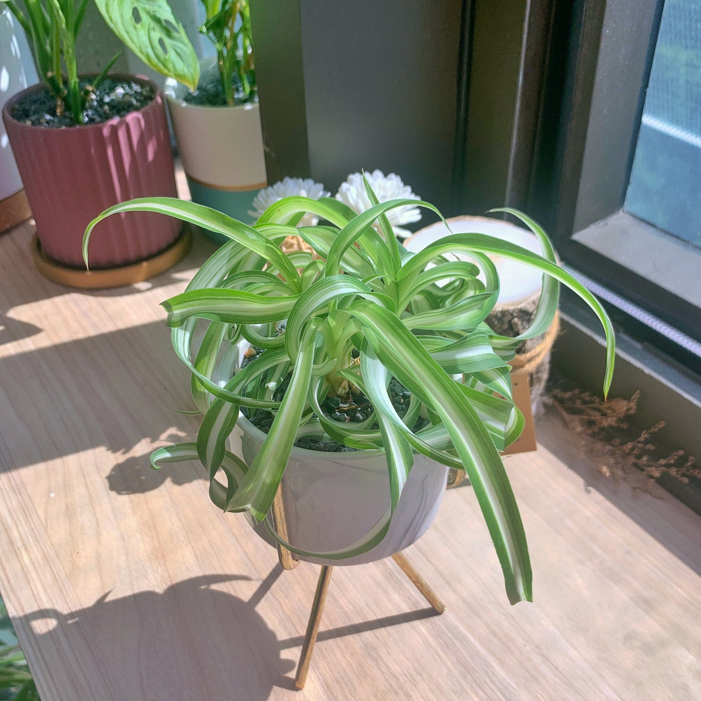 Curly Spider Plant in marble ceramic pot (free stand)
