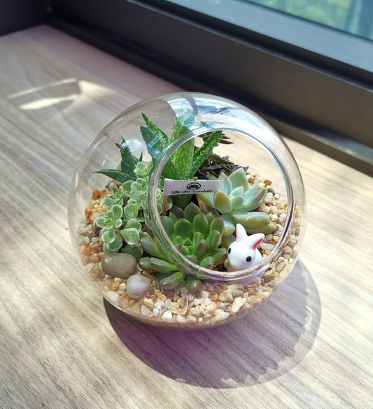 Weekend Terrarium Workshop (Beginner)