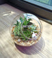 Weekend Terrarium Workshop (Beginner)