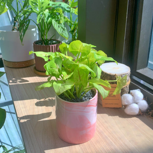 Syngonium Cream Allusion in pink marble ceramic pot