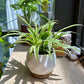 Spider Plant in marble polygonal pot