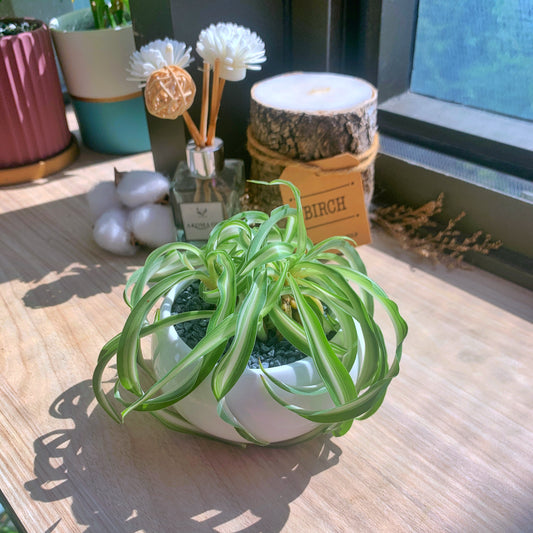 Curly Spider Plant in white ceramic pot